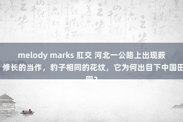 melody marks 肛交 河北一公路上出现薮猫，修长的当作，豹子相同的花纹，它为何出目下中国田园？