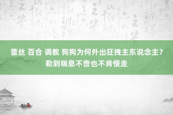 蕾丝 百合 调教 狗狗为何外出狂拽主东说念主？勒到喘息不啻也不肯慢走