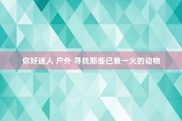 你好迷人 户外 寻找那些已衰一火的动物